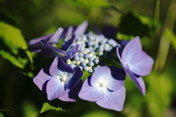 tamron_sp_90mm_macro_52bb_sony_a7