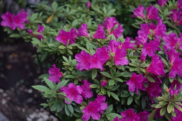 ross_xpres_75mm_m42_sony_a7_2