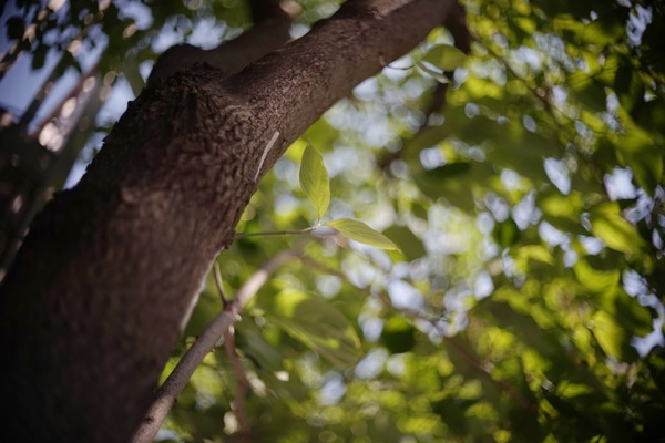 bausch_lomb_super_baltar_35mm_l39_sony_a7_b