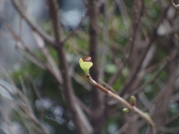 cine-t_arco_38mm_d_pentax_q10