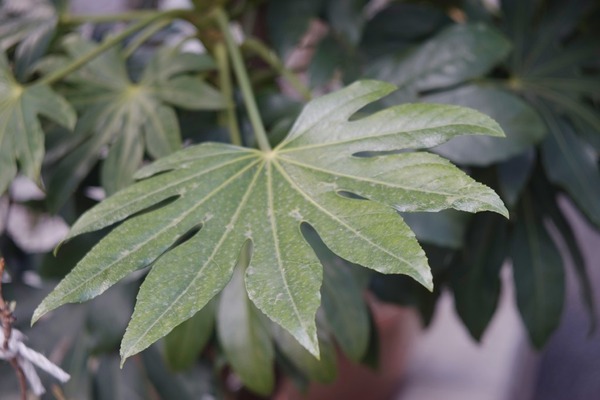 ross_xpres_105mm_m42_sony_a7_02