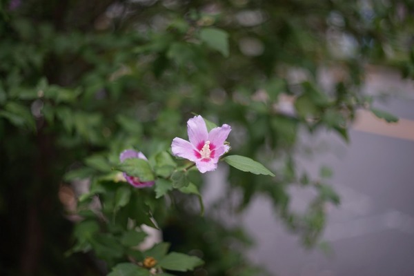 fujifilm_ebc_fujinon_55mm_m42_sony_a7