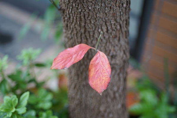 nikon_af_60mm_micro_sony_a7r_ii