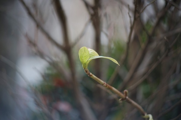 vivitar_70-150mm_close_focusing_sony_a7_b