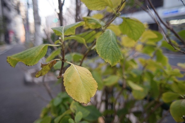 nikon_auto_nikkor_28mm_a