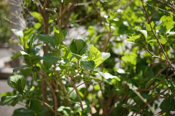 voigtlander_septon_50mm_deckel_sony_a7