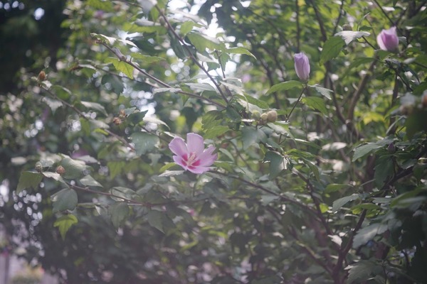 dallmeyer_enlarging_anastigmat_50mml39_sony_a7