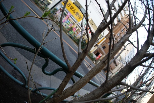 leica_fisheye-elmarit-r_16mm_3-cam_sony_a7