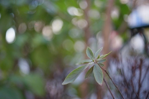 petri_50mm_pk_sony_a7