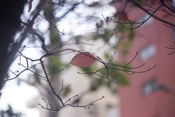 chiyoko_super_rokkor_85mm_l39_sony_a7_0