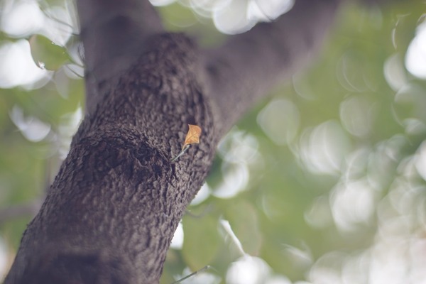 sankyo_komura_80mm_minolta_sr_sony_a7_b