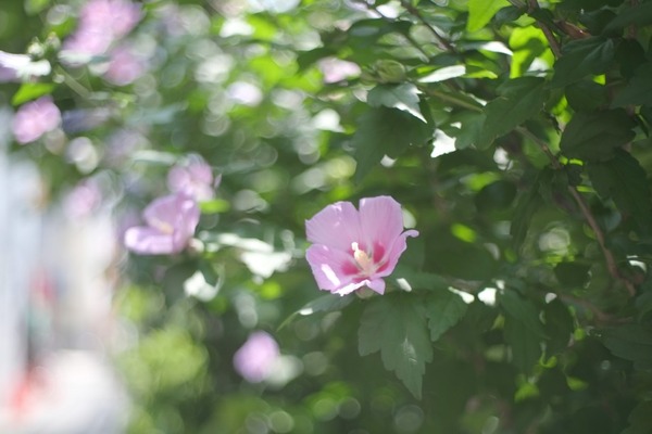 yashica_color-yashica_dx_45mm_fx_fujifilm_x-pro1