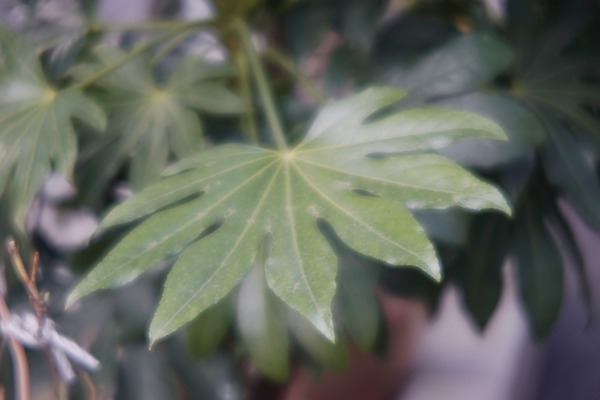 ross_xpres_105mm_m42_sony_a7_01