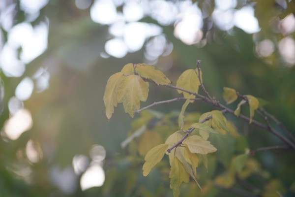 schacht_edixa-travenar_135mm_m42_c