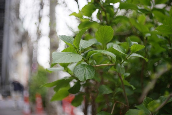 kowa_set_50mm_sony_e_a7_a