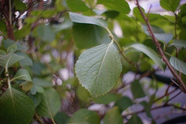 auto_promura_gekkor_28mm_sony_a7