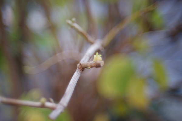 nikon_nikkor-sc_50mm_l39_sony_a7_02