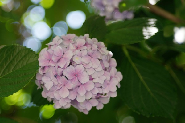 pentax_smc-a_100mm_macro_sony_a7