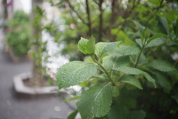 bega-11y_50mm_l39_sony_a7_b