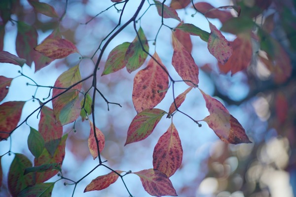 olympus_pen-ft_60mm_sony_a7r_ii