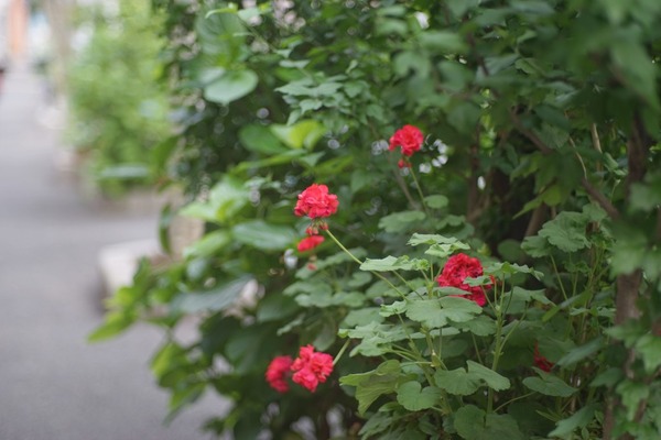 carl_zeiss_sonnar_arri_sony_a7