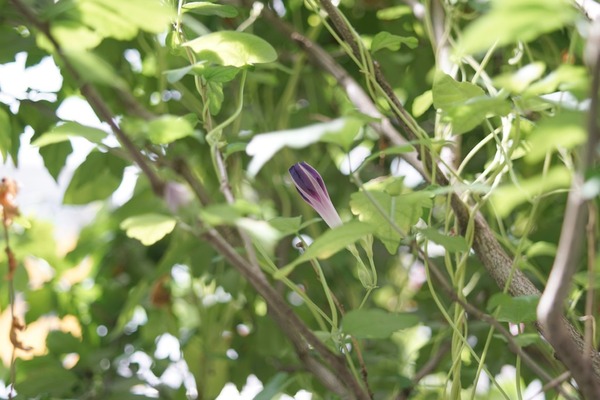 hasselblad_distagon_cf_60mm_sony_a7