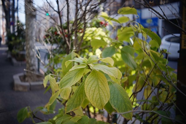 olympus_pen-f_d_zuiko_38mm_limited_sony_a7