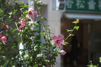 olympus_pen-ft_100-200mm_sony_nex-3