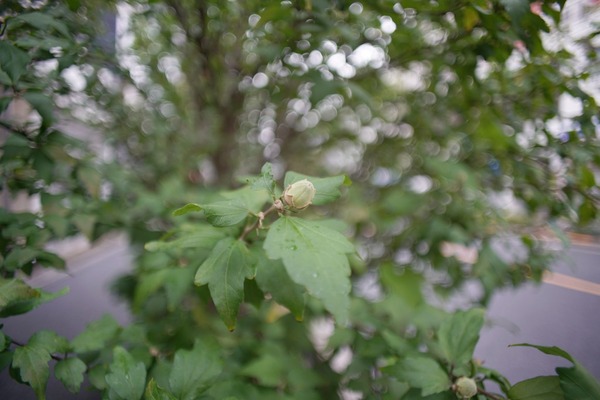 jaca_panagor_rmc_24mm_m42_sony_a7r_ii_a