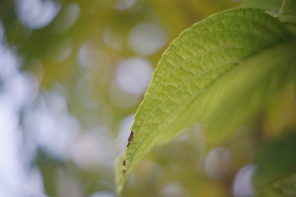 kern_macro-switar_50mm_h16rx_cine_sony_a7
