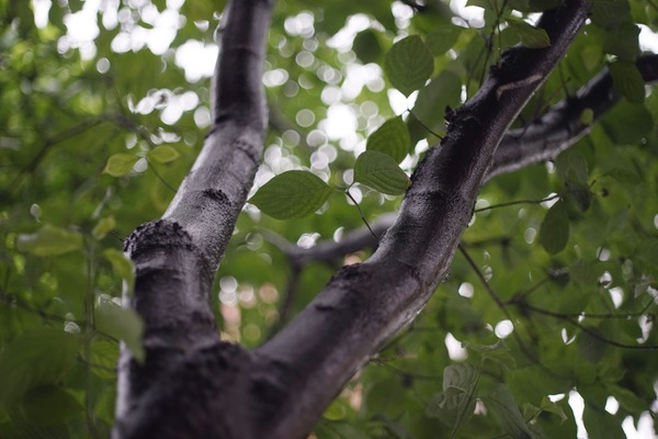 carl_zeiss_planar_50mm_contarex_sony_a7