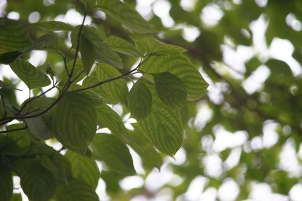 voigtlander_color-dynarex_135mm_sony_a7