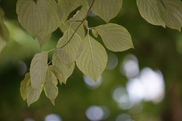 minolta_md_tele_rokkor_300mm_sony_a7