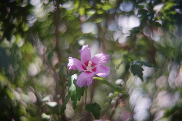 kern_switar_dv_ar_50mm_sony_e_a7