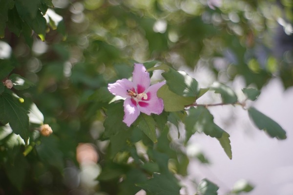 meyer_primoplan_58mm_m42_sony_a7