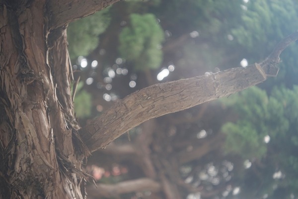 opl_foca_oplar_50mm_sony_a7