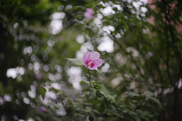 neoca-s_zunow_45mm_l39_sony_a7