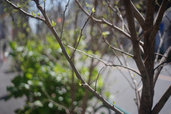 kilfitt_makro_kilar_e_40mm_m42_sony_a7_a