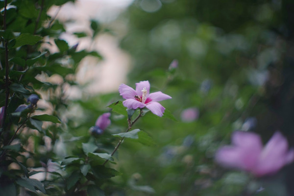 canon_fl_58mm_sony_a7