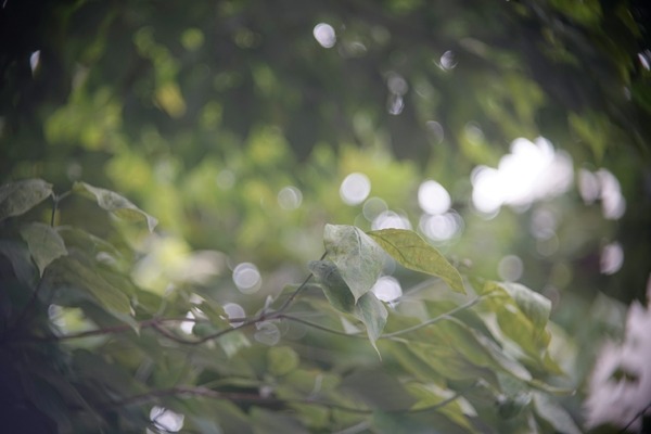 kern_yvar_ar_75mm_cine_sony_a7 _aps-c