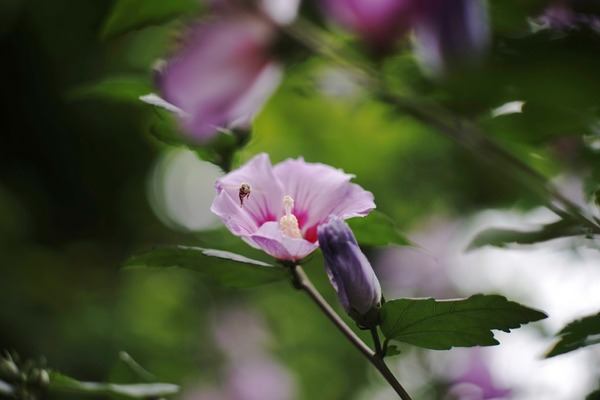 pentax_smc-takumar_85mm_m42_sony_a7