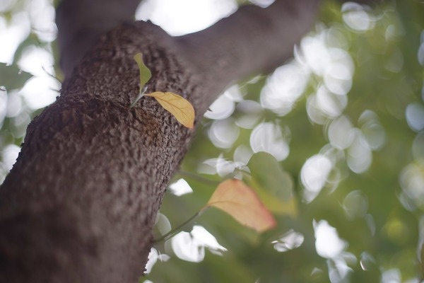 pentax_auto_takumar_55mm_m42_sony_a7