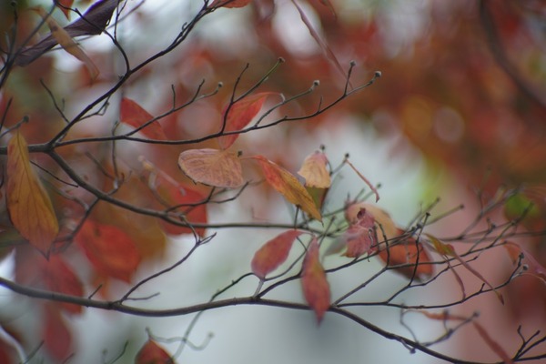 sigma_ys_135mm_sonya7r_ii