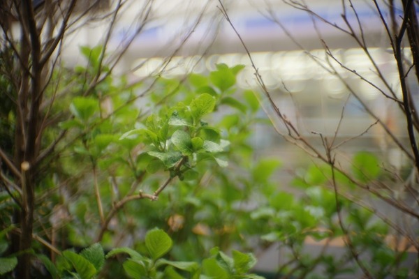 teikoku_kogaku_zunow_50mm_l39_sony_a7