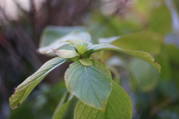 pentax_smc-a_85mm_sony_a7