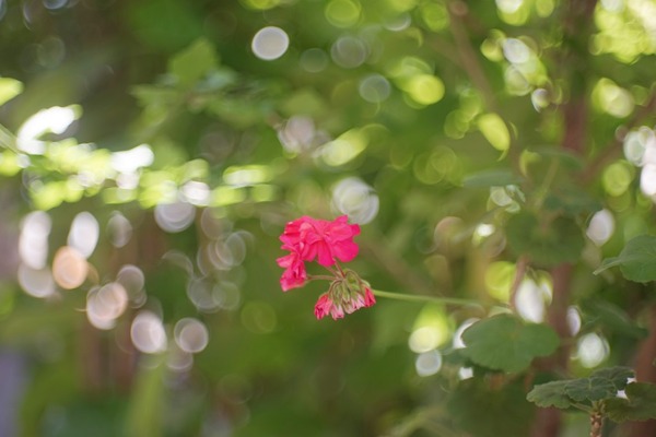 kern_yvar_ar_75mm_lm_sony_a7