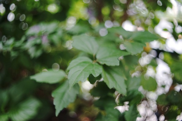 pentacon_auto_29mm_mc_m42_sony_a7