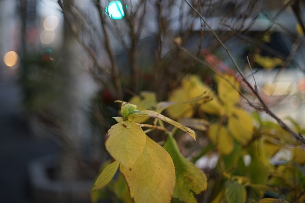 konica_hexanon_57mm_ar_sony_a7