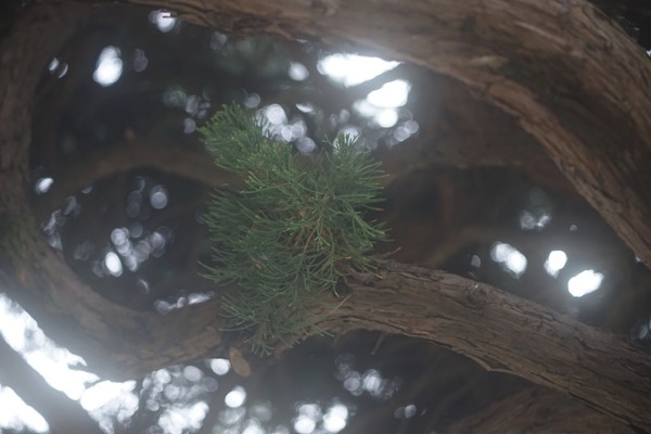 nikon_nikkor-t_105mm_sony_a7