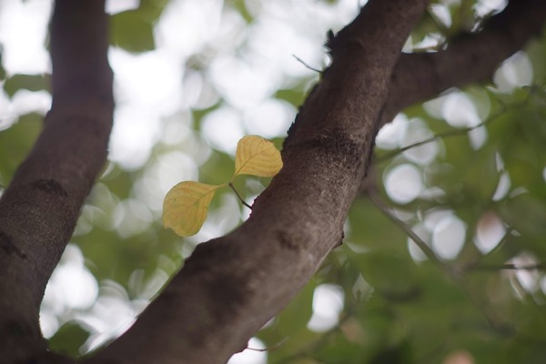 minolta_mc_rokkor_85mm_sony_a7